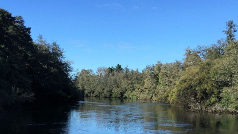 Join the friendly team at Waikato River Explorer for a fantastic scenic cruise on the mighty Waikato River.
